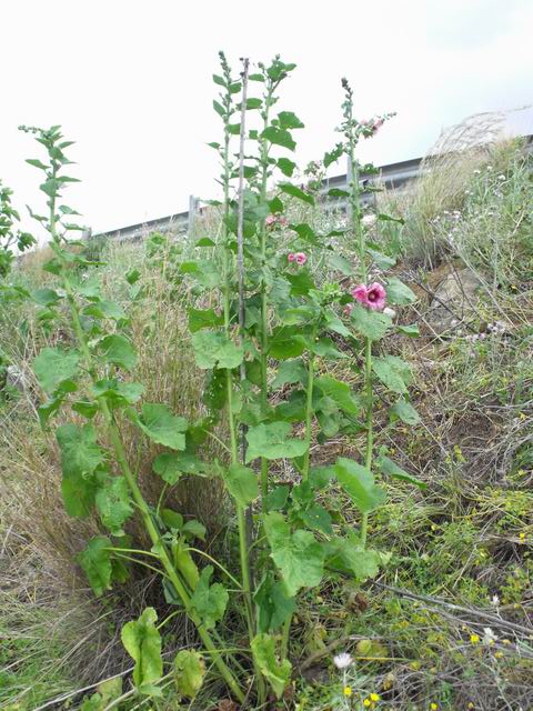 Alcea biennis / Malvone bienne